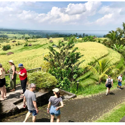 Album : Kunjungan Wisatawan ke Jatiluwih